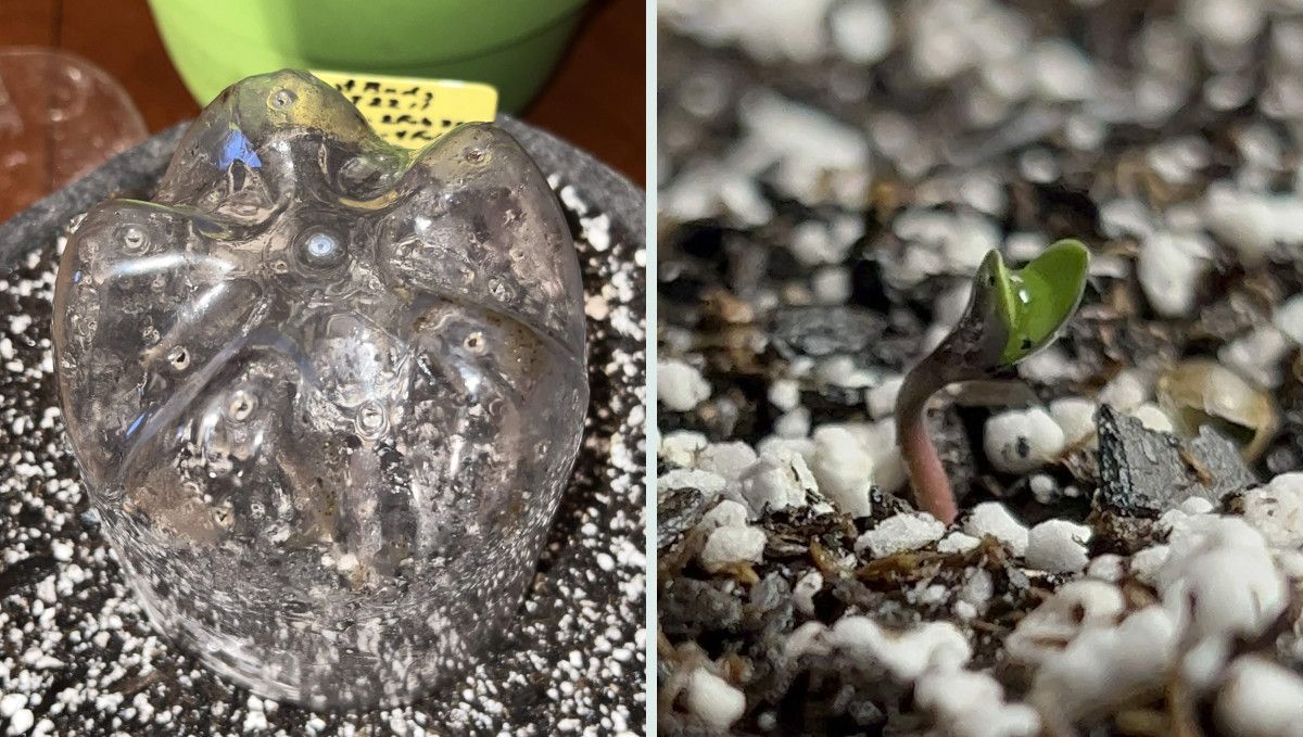 Tropicana Cookies Auto cannabis strain: germination and seedling stage | week 1 | a humidity dome and a young sprout Tropicana Cookies Auto cannabis strain: germination and seedling stage | week 1 | a humidity dome and a young sprout