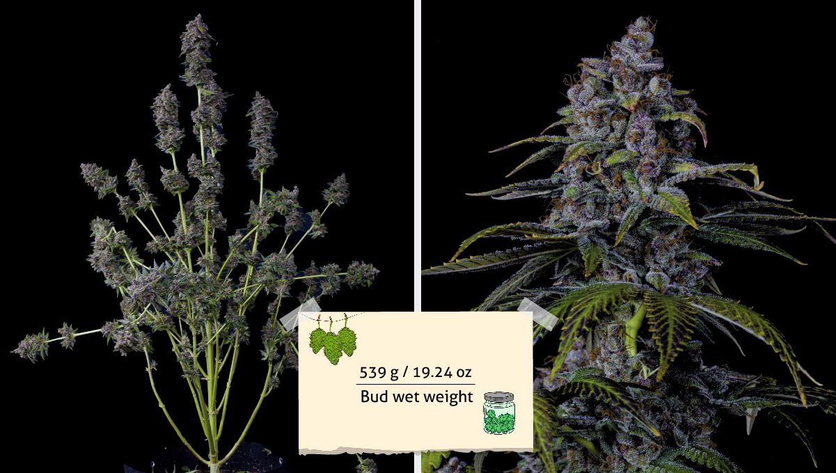 Purple Lemonade FF cannabis strain: yield | a purple plant after a pre-harvest trim Purple Lemonade FF cannabis strain: yield | a purple plant after a pre-harvest trim