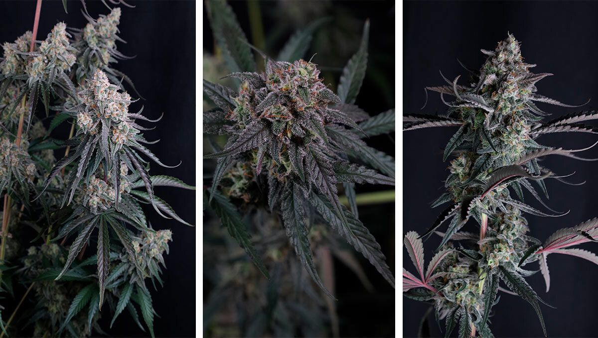 Pineapple OG