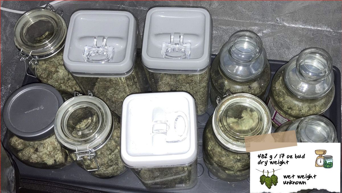 Liberty Haze Cannabis Strain Week-by-Week Guide: A dozen mason jars filled with bud