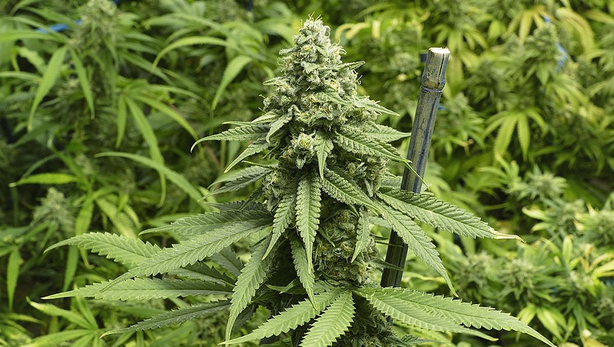 Top 5 günstige Autoflowering-Samen: Autoflowers können das ganze Jahr über wachsen