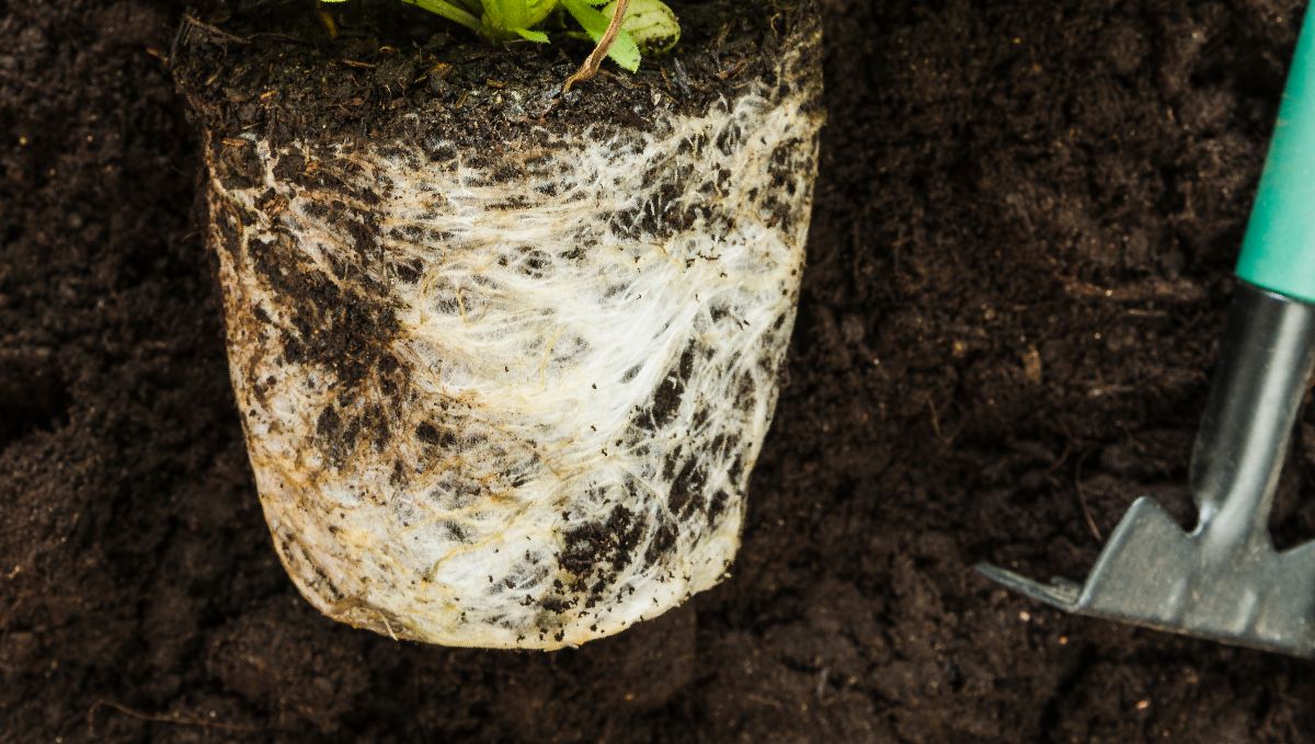 Transplanting Cannabis: The Ultimate Guide: A rootball of a severely rootbound plant Transplanting Cannabis: The Ultimate Guide: A rootball of a severely rootbound plant