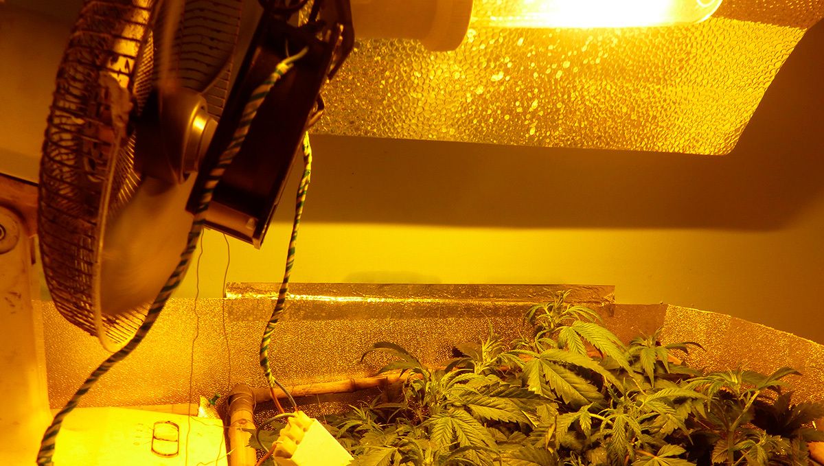 The best lighting for autoflower cannabis: HPS