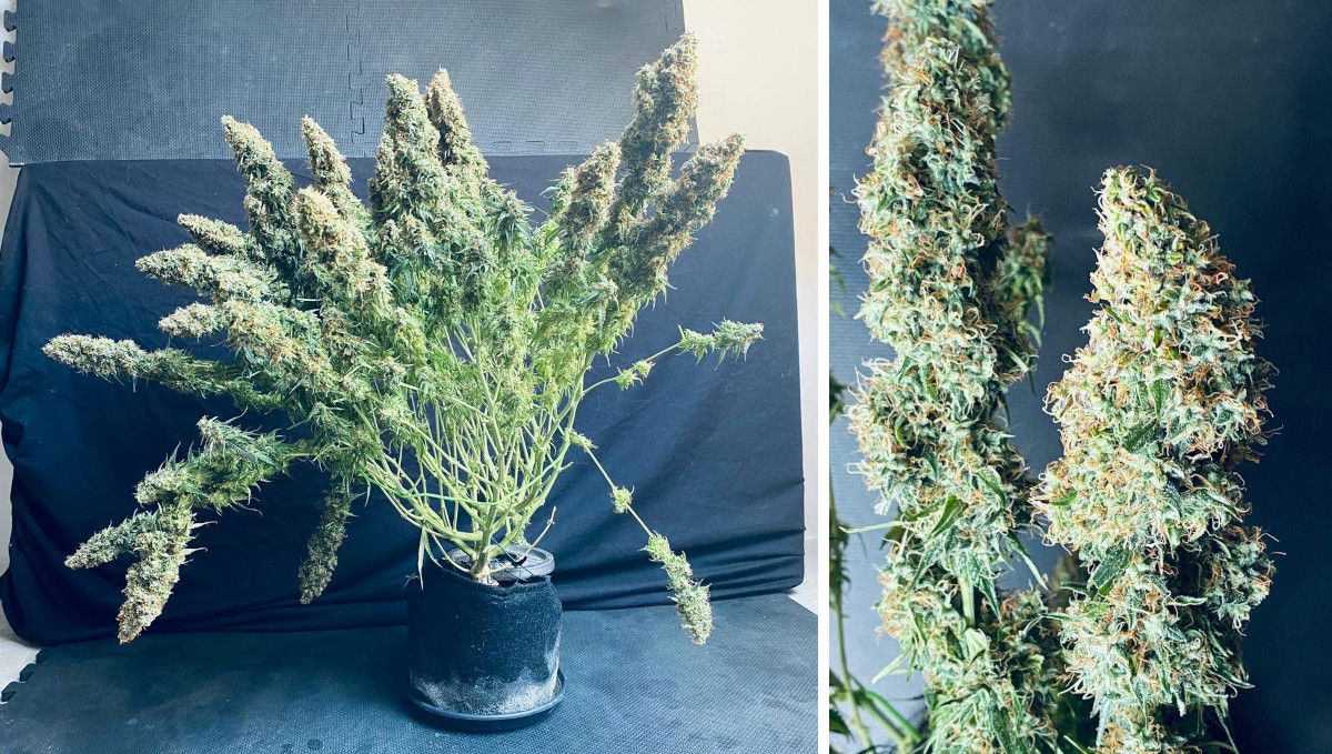 Mexican Airlines Auto cannabis strain: ripening and harvest | weeks 10 | a huge indoor autoflower with drooping flower tops and a closer look at two of its buds