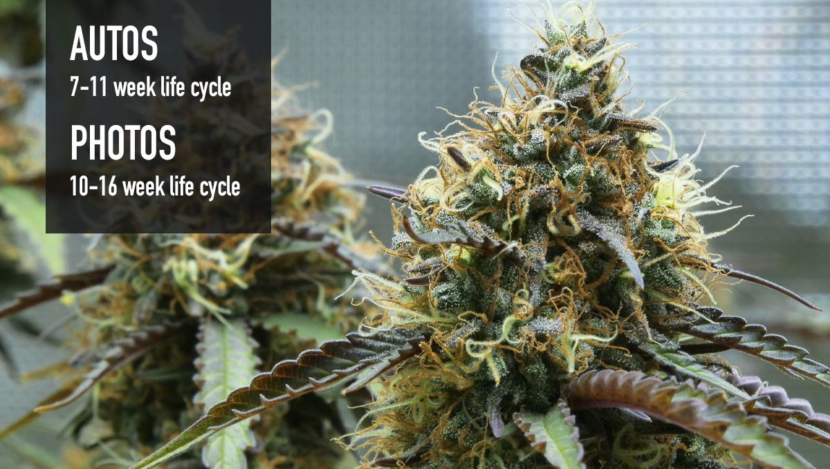 Why should beginners grow autoflowers?: they are super fast Why should beginners grow autoflowers?: they are super fast