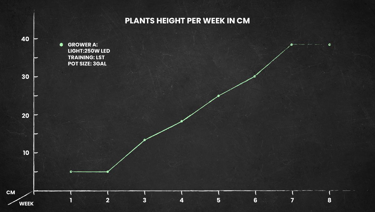 Girl Scout Cookies Auto cannabis strain: height chart Girl Scout Cookies Auto cannabis strain: height chart