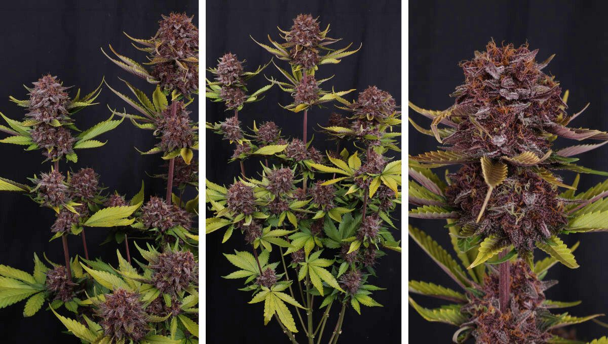 Purple Lemonade Auto RF3