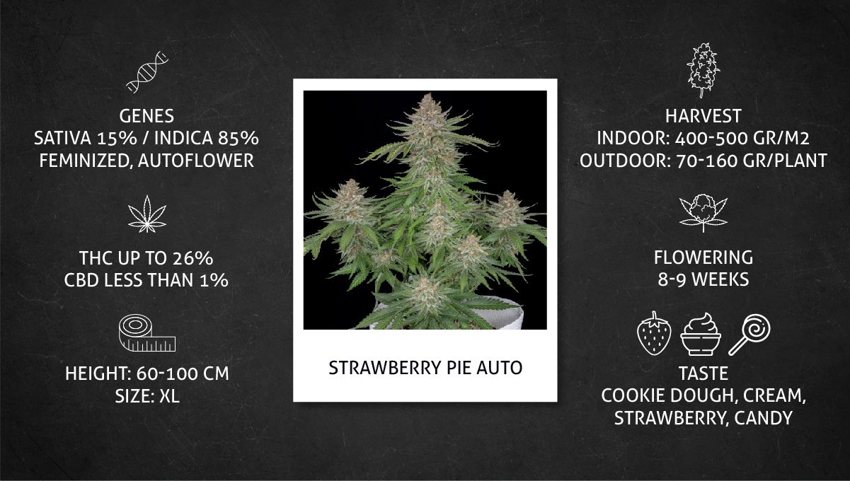 Strawberry Pie Auto Cannabis Strain Week-by-Week Guide: Specifications Strawberry Pie Auto Cannabis Strain Week-by-Week Guide: Specifications