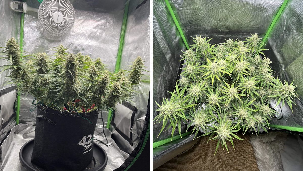 Amnesia Z Auto cannabis strain: mid flower (bulk phase) | weeks 8-9 | a compact, low-profile indoor autoflower with big buds Amnesia Z Auto cannabis strain: mid flower (bulk phase) | weeks 8-9 | a compact, low-profile indoor autoflower with big buds