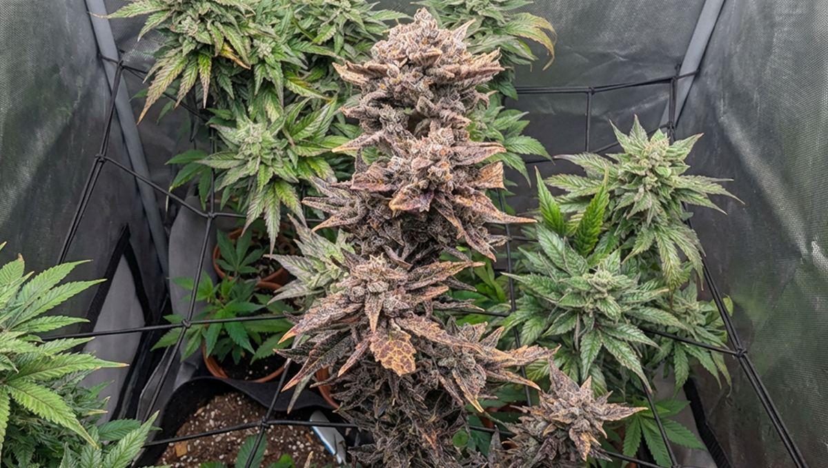 Icy Frostbanger Auto shared by @OMG, showcasing its frosty buds.