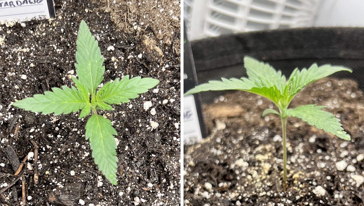 Stardawg Auto cannabis strain: early veg | week 2