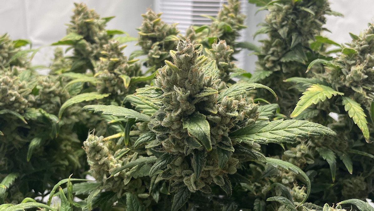 Mexican Airlines Auto cannabis strain: mid flower (bulk phase) | weeks 8-9 | a closeup of a dense marijuana cola with more in the background