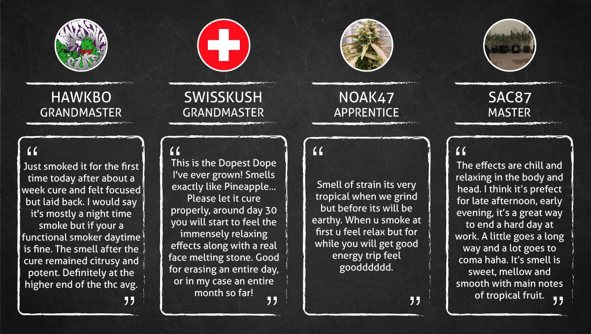 Pineapple Express Auto cannabis strain: smoke report Pineapple Express Auto cannabis strain: smoke report
