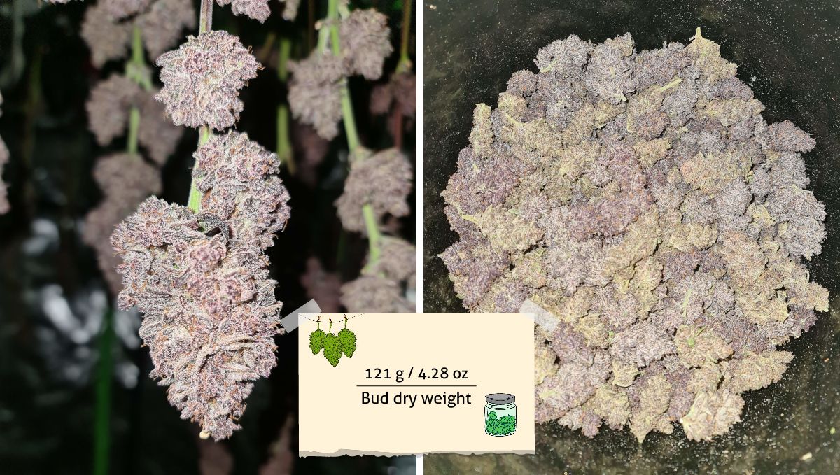 Gorilla Punch Auto cannabis strain: yield | a marijuana bud before and after the harvest