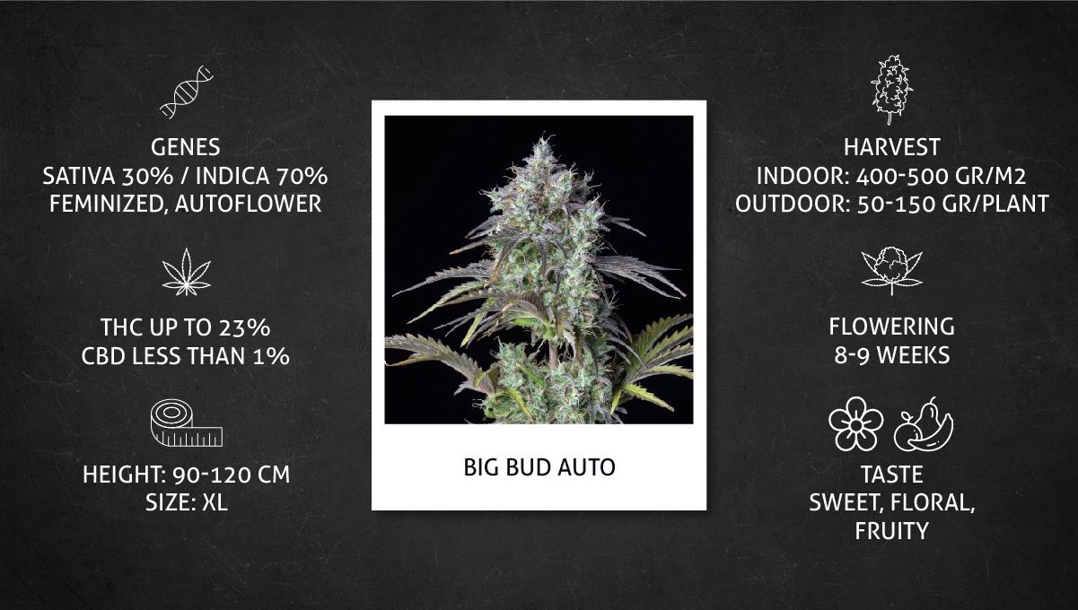 Big Bud Auto Cannabis Strain Week-by-Week Guide: Datasheet