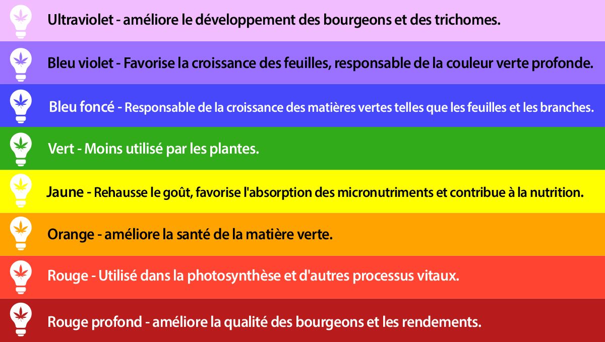 Meilleur spectre lumineux pour les autofloraisons: spectre lumineux et croissance des plantes