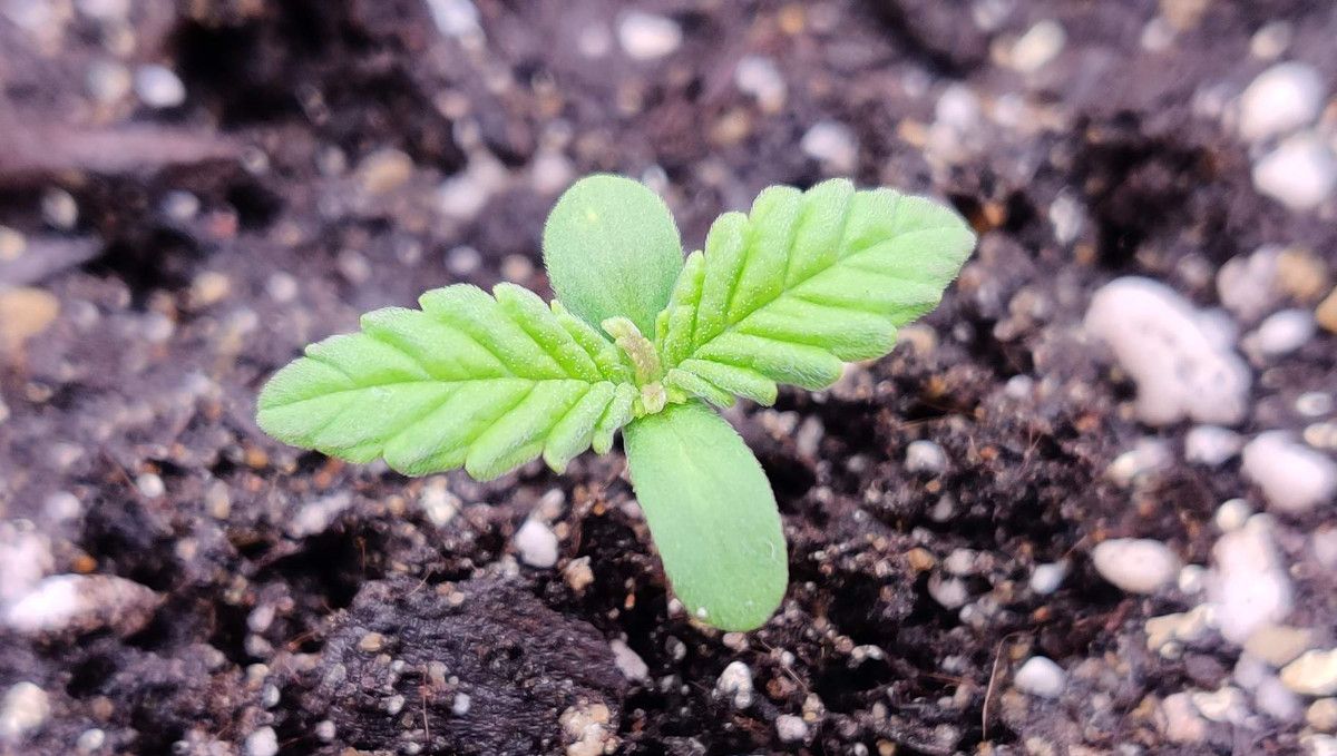 LSD-25 Auto cannabis strain: germination and seedling stage | week 1 | a two-day-old sprout