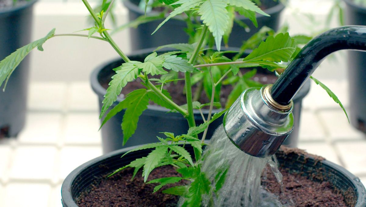 How to Grow Cannabis Indoors: a Beginners guide - 2021 (Part 2): Water your cannabis plants