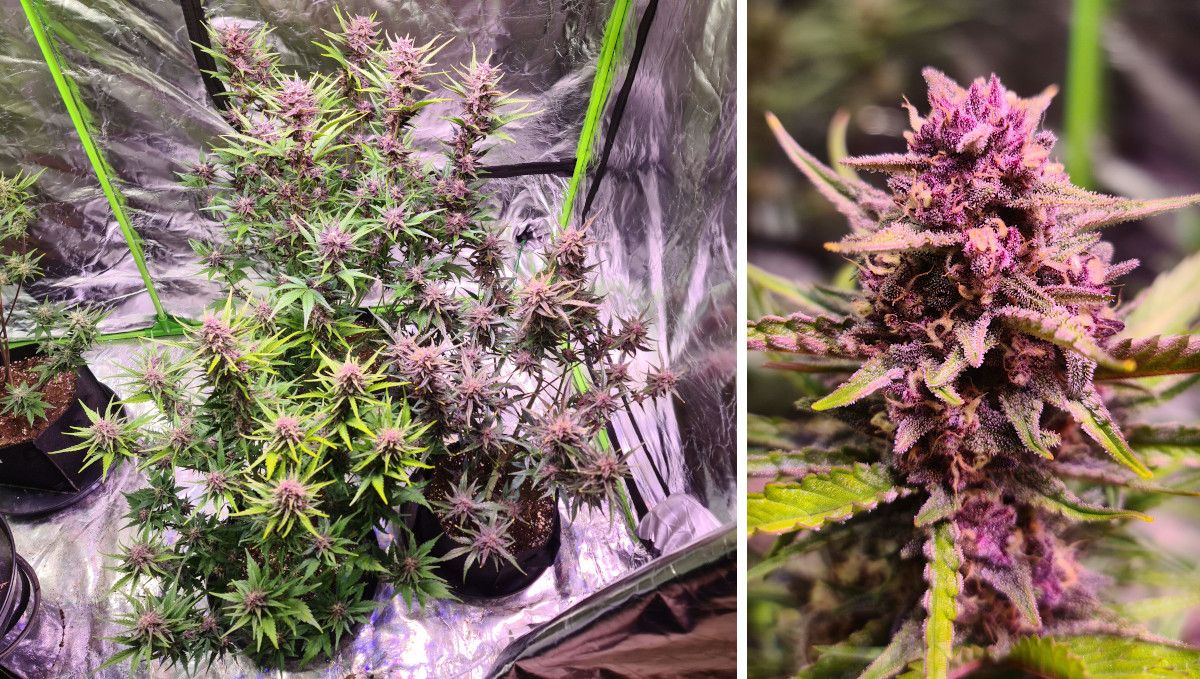 Gorilla Punch Auto cannabis strain: mid flower (bulk phase) | weeks 8-9 | purple marijuana plants in a grow tent and a closeup of a purple and frosty flowering top