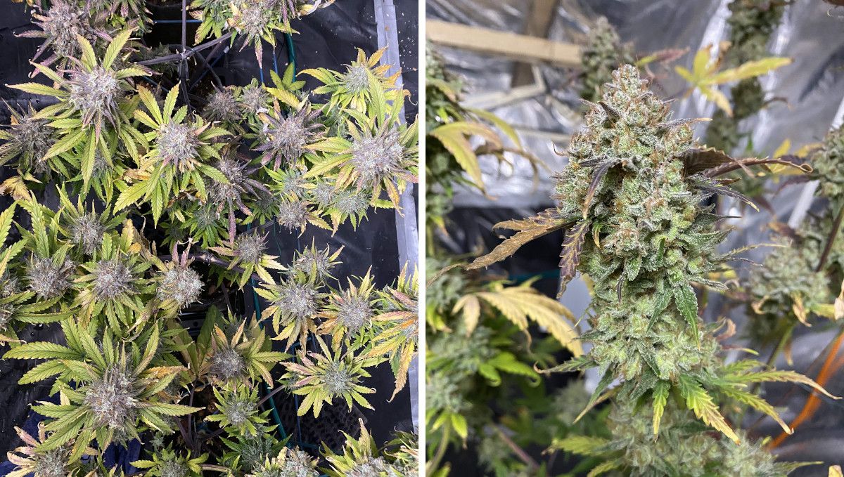 Tangie Auto cannabis strain: ripening and harvest | week 12 Tangie Auto cannabis strain: ripening and harvest | week 12