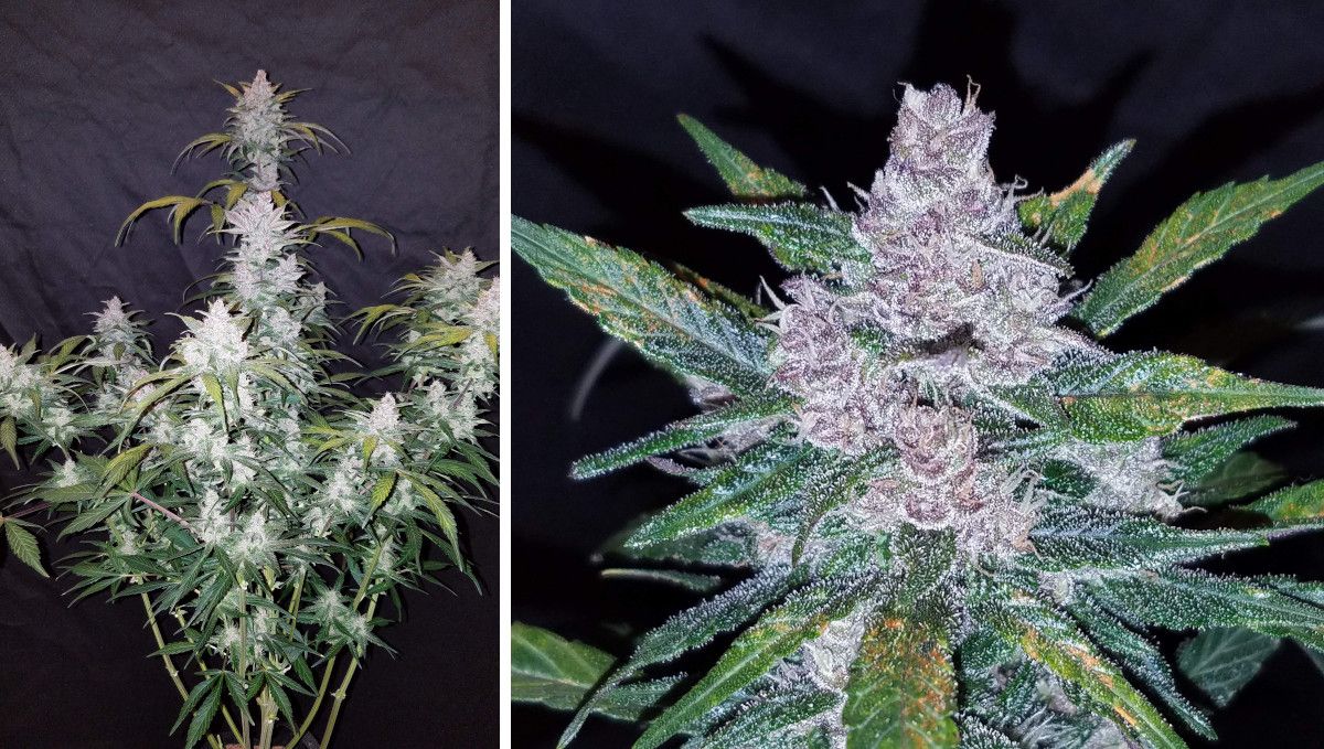 Blackberry Auto cannabis strain: mid flower (bulk phase) | weeks 8-9 | a stretchy, resinous autoflower and a closeup of its bud