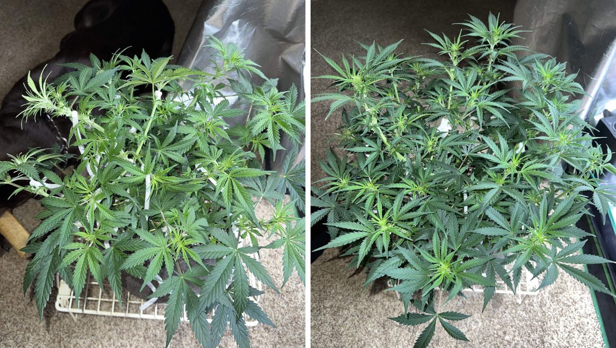 Amnesia Z Auto cannabis strain: transition (pre-flower) | week 5 | a heavily trained indoor autoflower Amnesia Z Auto cannabis strain: transition (pre-flower) | week 5 | a heavily trained indoor autoflower