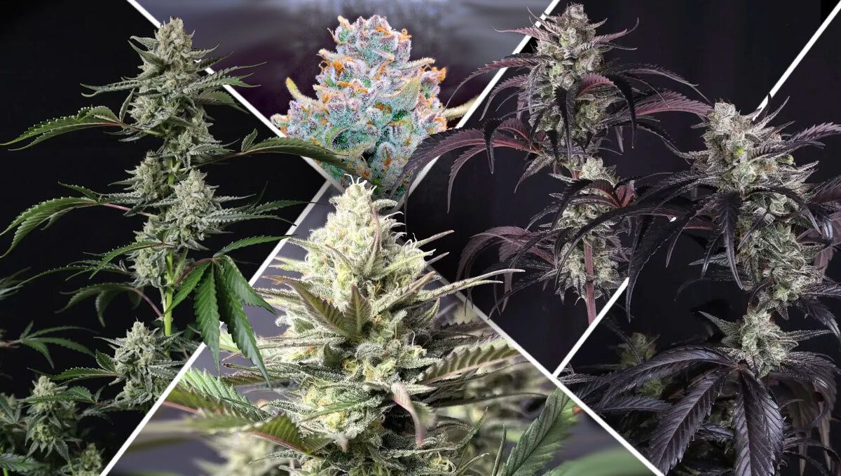 What Makes a Mold-Resistant Strain Great? What Makes a Mold-Resistant Strain Great?