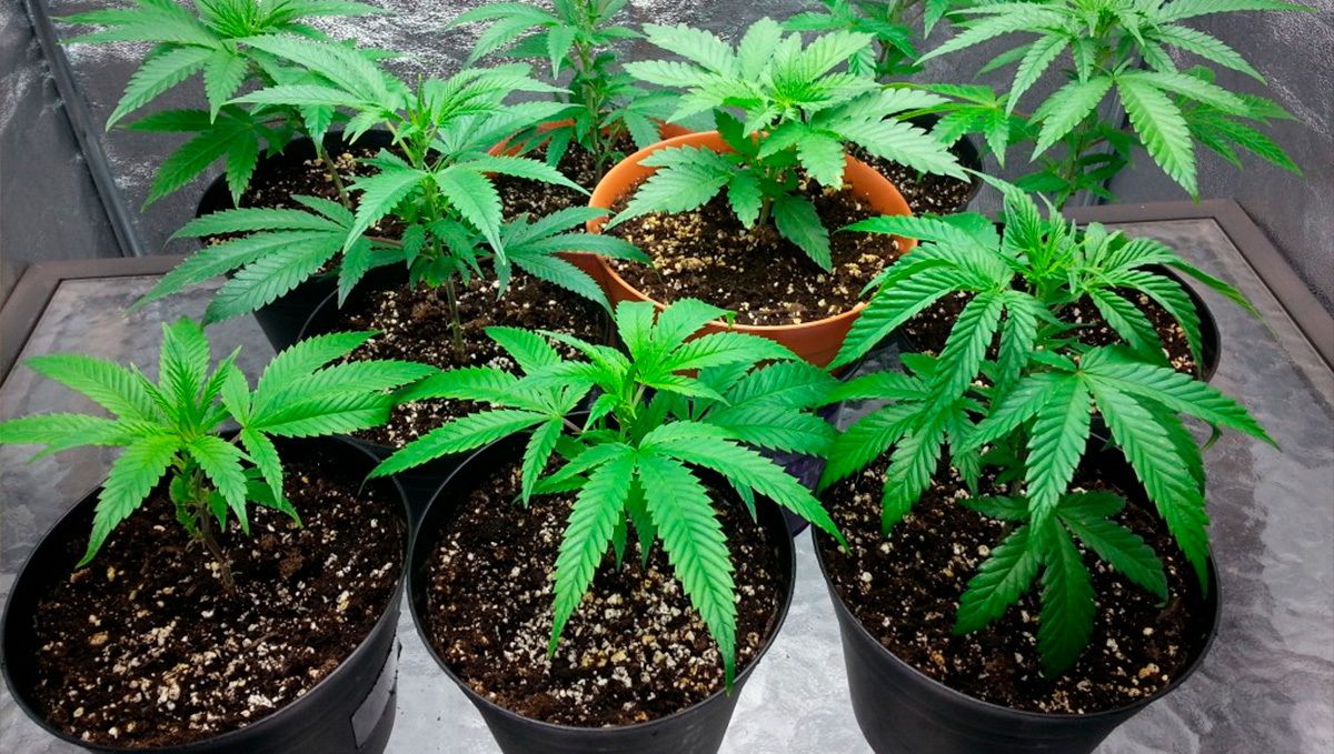 How to grow autoflower cannabis indoors: soil