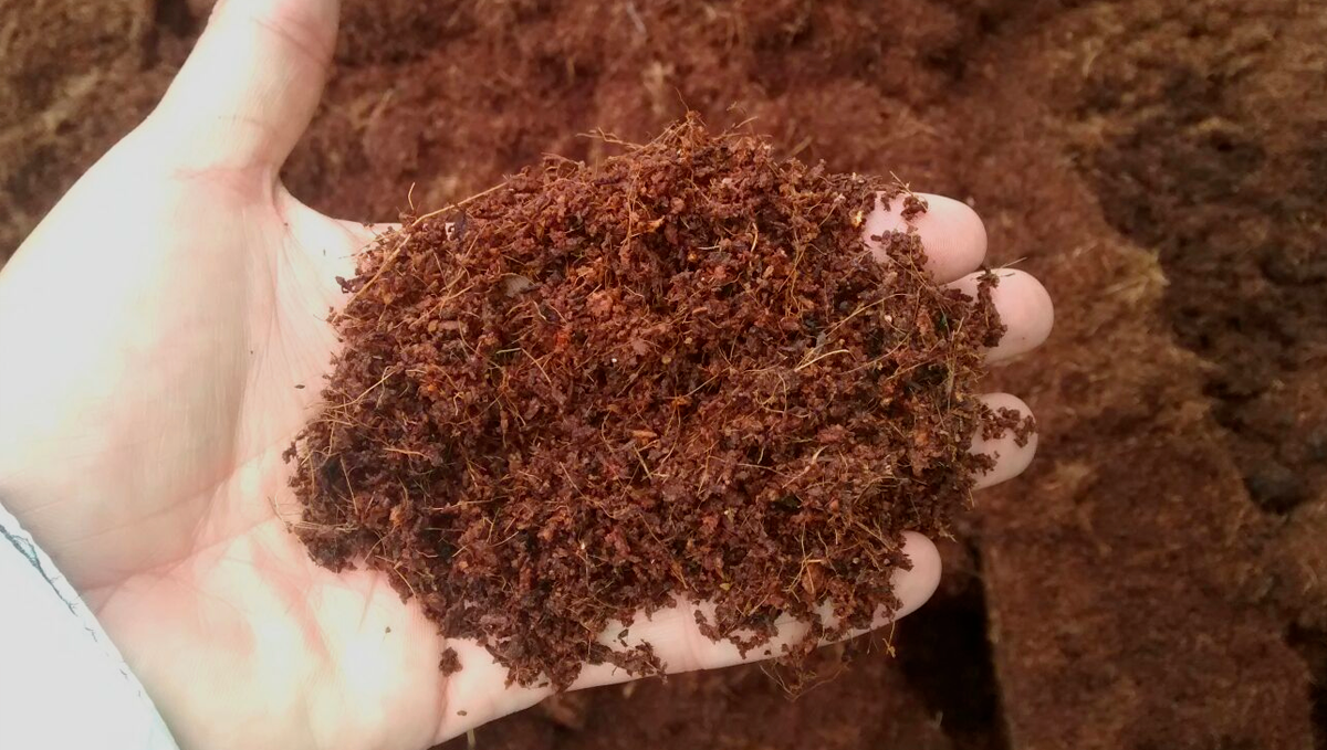 How to grow autos in coco coir: how to use it?