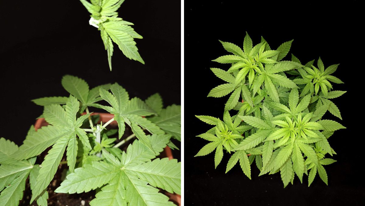 Orange Sherbet FF cannabis strain: mid veg | weeks 3-6 | plant top removed and side branches growing Orange Sherbet FF cannabis strain: mid veg | weeks 3-6 | plant top removed and side branches growing