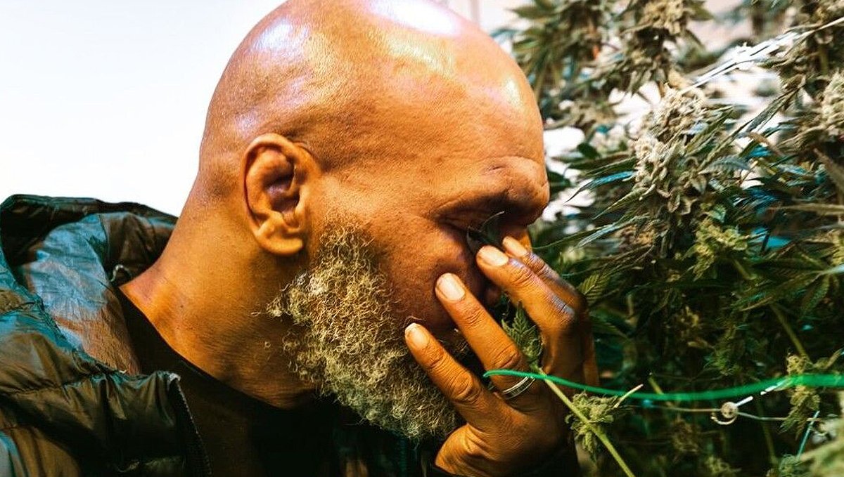 Mike Tyson's New Cannabis Company Will Go National: Tyson burying his face in cannabis bud to smell its aroma Mike Tyson's New Cannabis Company Will Go National: Tyson burying his face in cannabis bud to smell its aroma