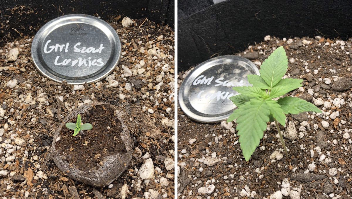 Girl Scout Cookies Auto Cannabis Strain Week-by-Week Guide: A weed seedling in a jiffy plug planted in a fabric pot on day 2 and the same seedling at the end of the first week Girl Scout Cookies Auto Cannabis Strain Week-by-Week Guide: A weed seedling in a jiffy plug planted in a fabric pot on day 2 and the same seedling at the end of the first week