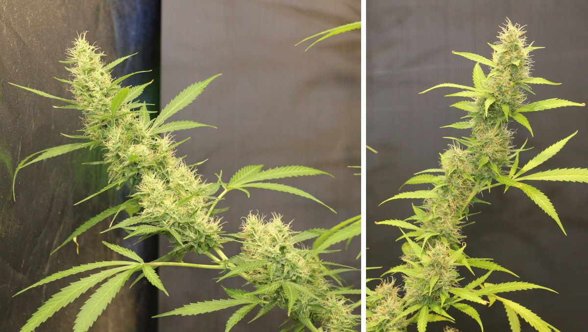 Tangerine Dream Auto cannabis strain: mid flower (bulk phase) | weeks 8-9 | two Sativa-like colas, long but narrow and wispy, one slightly more mature than the other