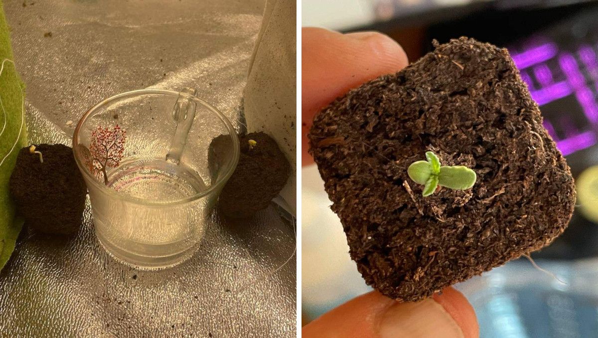 Gorilla Punch Auto cannabis strain: germination and seedling stage | week 1 | a seed germinated in a glass of water and a one-day-old sprout in a jiffy plug