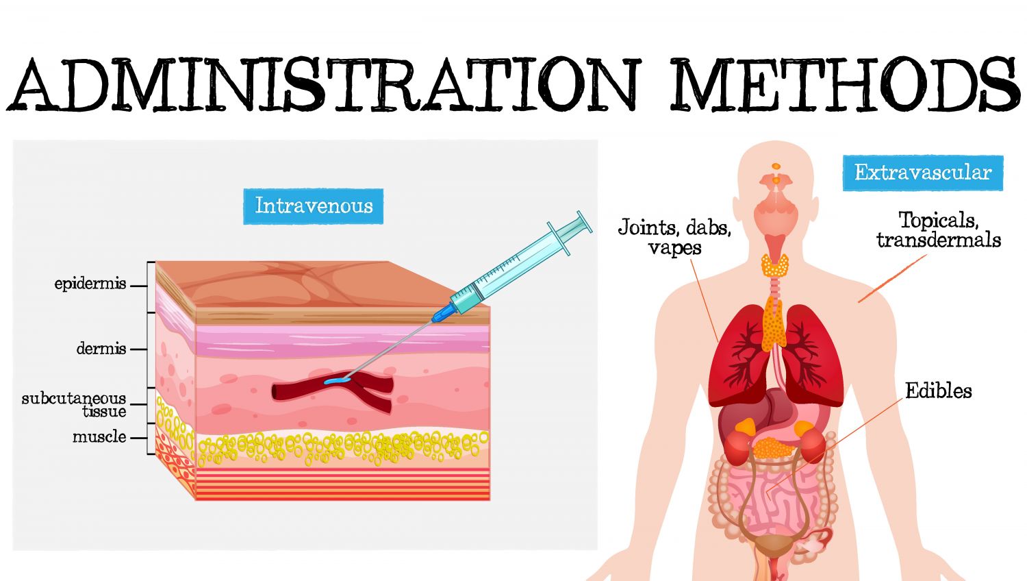 How cannabis can be absorbed: intravenous vs extravascular How cannabis can be absorbed: intravenous vs extravascular