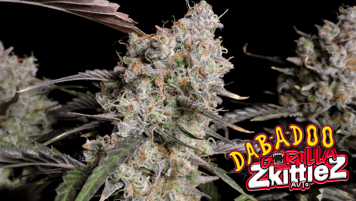 Gorilla Z gewinnt den 1. Platz beim Dabadoo Brasil 2022