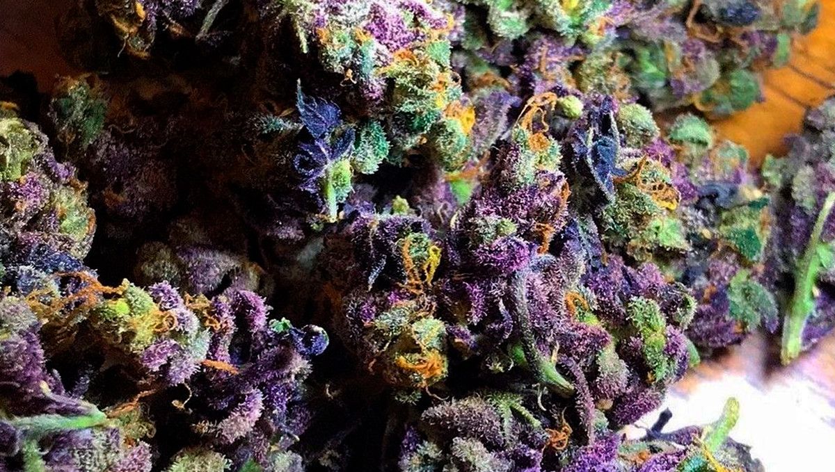 15 Best Strains for Male Arousal in 2022: Grandaddy Purple