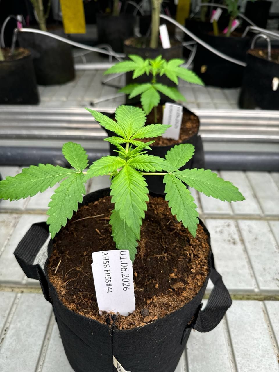 Lemon Cherry Cookies Auto