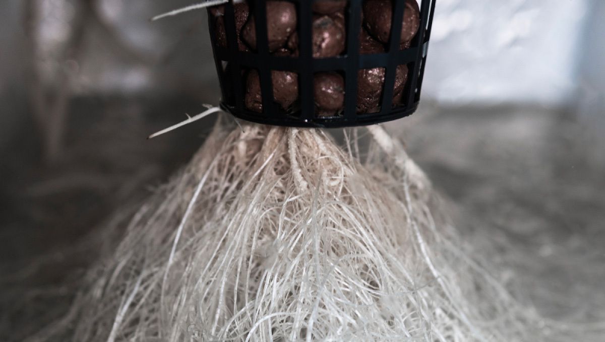 Wie man autoflowering Cannabispflanzen in Hydroponik-Systemen anbaut: System einrichten Wie man autoflowering Cannabispflanzen in Hydroponik-Systemen anbaut: System einrichten