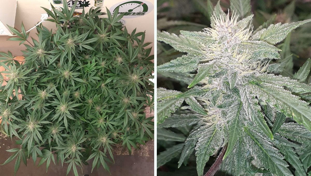 Tropicana Cookies Auto cannabis strain: mid flower (bulk phase) | weeks 8-9 | an indoor autoflower with a huge number of branches and a closeup of its maturing bud Tropicana Cookies Auto cannabis strain: mid flower (bulk phase) | weeks 8-9 | an indoor autoflower with a huge number of branches and a closeup of its maturing bud