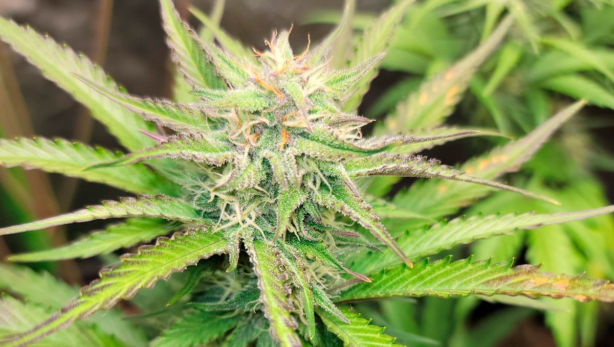 Blueberry auto week-by-week guide: flowering stage week 2 Blueberry auto week-by-week guide: flowering stage week 2