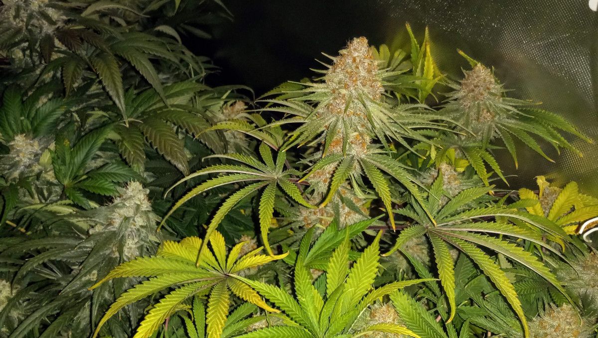 Gorilla Cookies FF cannabis strain: ripening and harvest | a maturing indoor marijuana plant with many brown pistils on its cola Gorilla Cookies FF cannabis strain: ripening and harvest | a maturing indoor marijuana plant with many brown pistils on its cola
