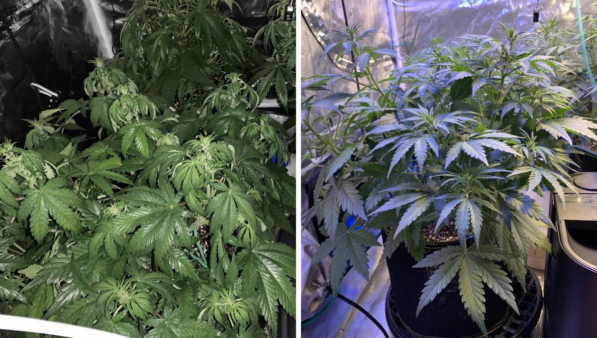 Z Auto Cannabis-Sorte Woche-für-Woche-Anleitung: Ansicht einer Cannabispflanze in Woche 5 während der Vegetationsphase, einmal mit ausgeschaltetem und einmal mit eingeschaltetem Licht; das Bild ohne Licht zeigt ein leichtes Herabhängen der Blätter, die gerade mit Blattdünger behandelt wurden