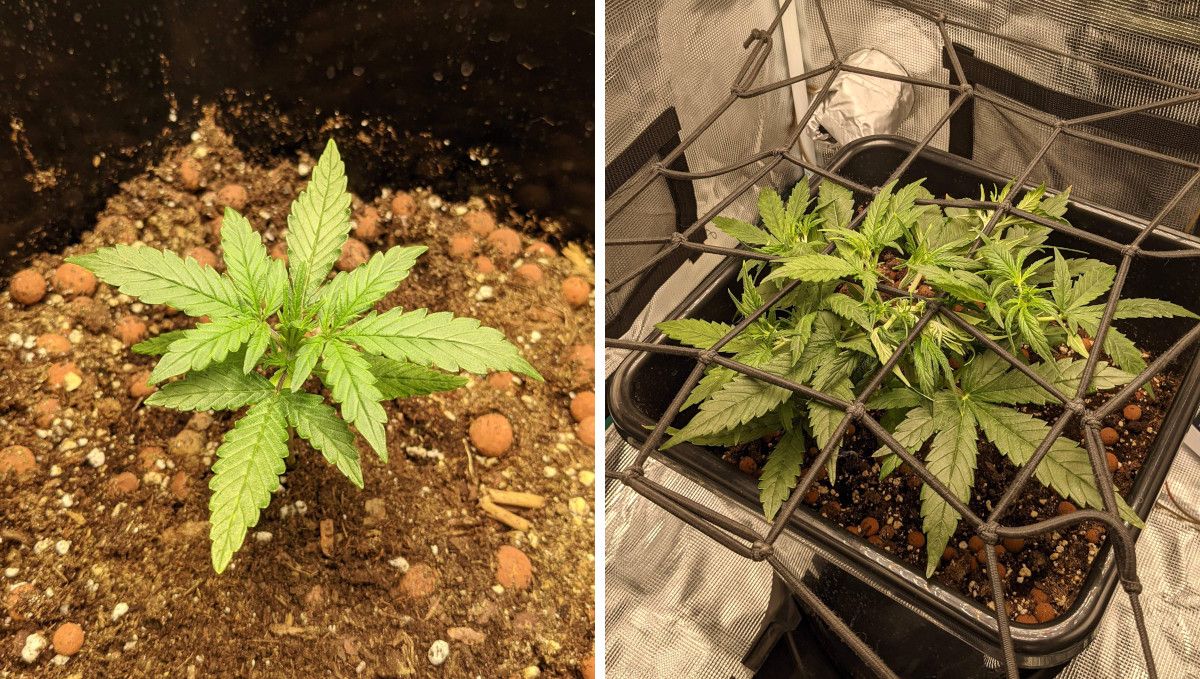 Critical Kush Auto cannabis strain: mid veg | weeks 3-4 | an actively growing indoor plant before and after it was placed under a ScrOG net