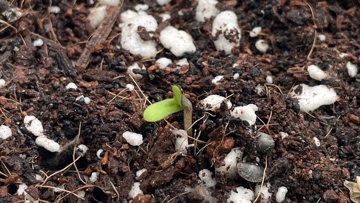 Californian Snow Auto cannabis strain: germination and seedling stage | week 1 | a sprout breaking ground