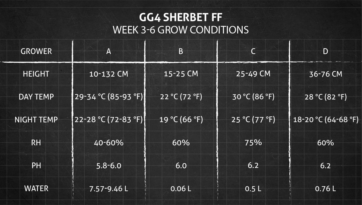 GG4 Sherbet FF cannabis strain: weeks 3-6 grow conditions