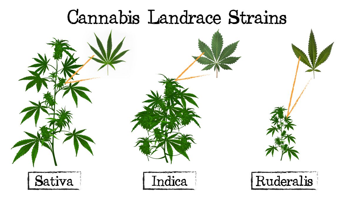 Cannabis breeding: sativa vs indica vs ruderalis
