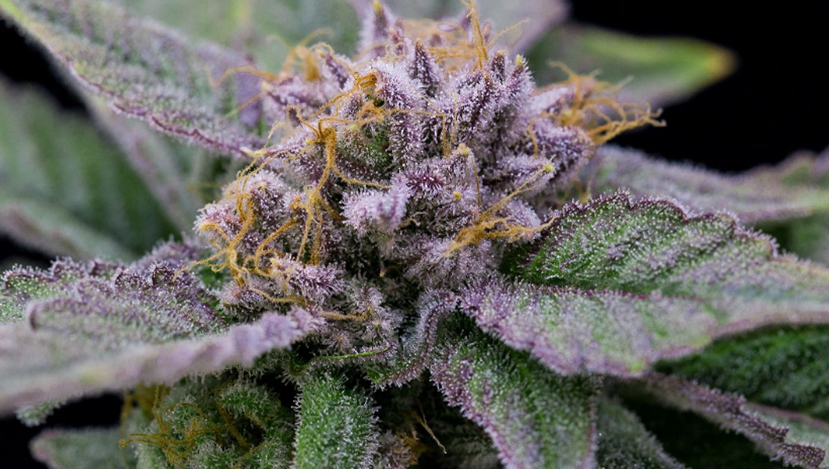 The ultimate guide to growing autoflowering cannabis: Choosing the right autoflowering cannabis seeds