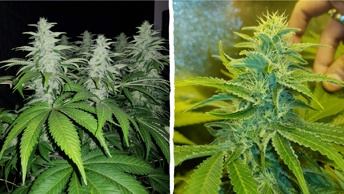 Moby dick auto week-by-week: week 6 and 7