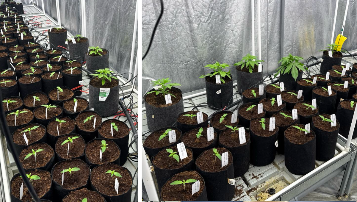 col16.png Mothers Introduced to the Grow Tent